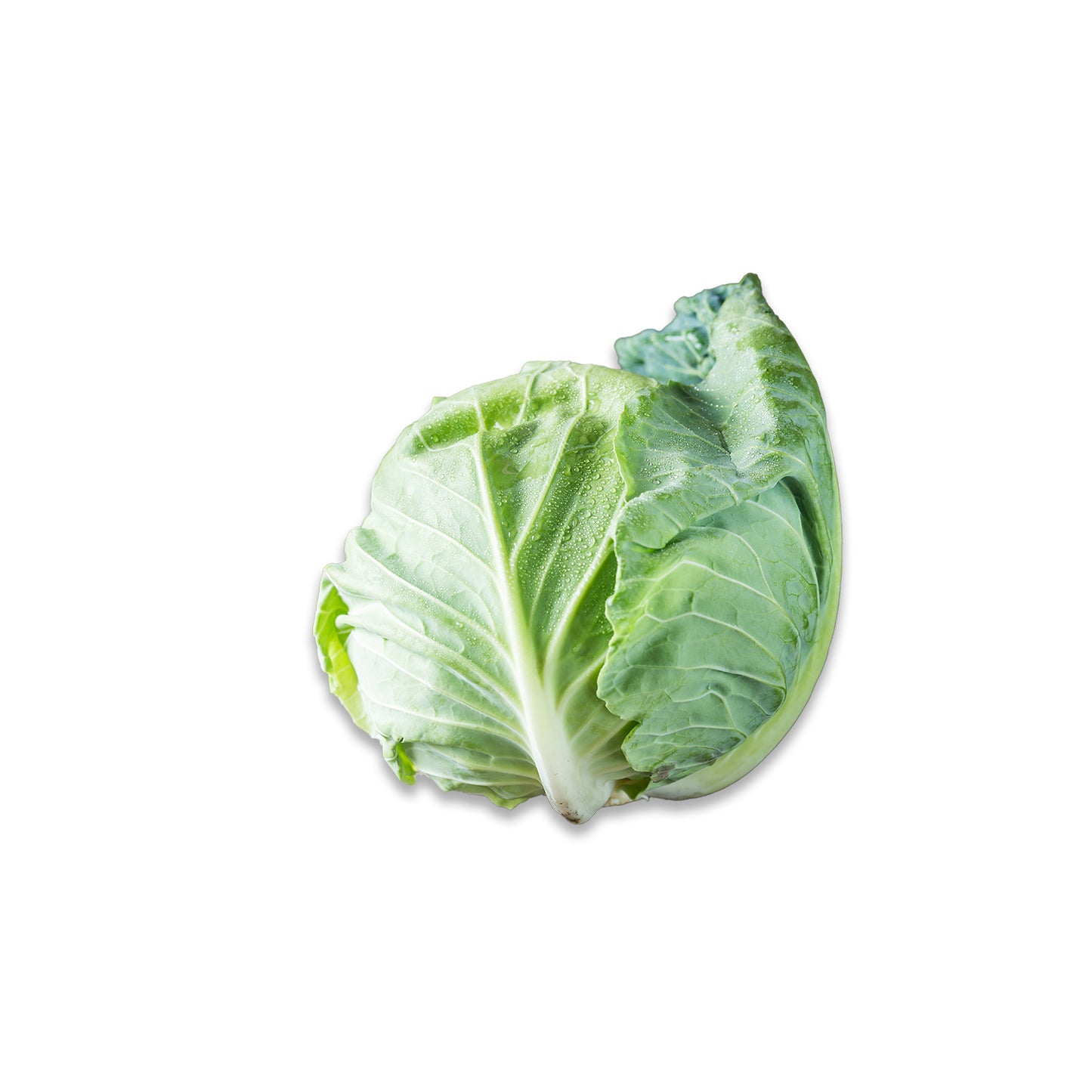 Cabbage (Green)