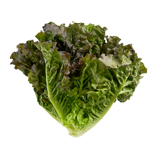 Lettuce (Red)