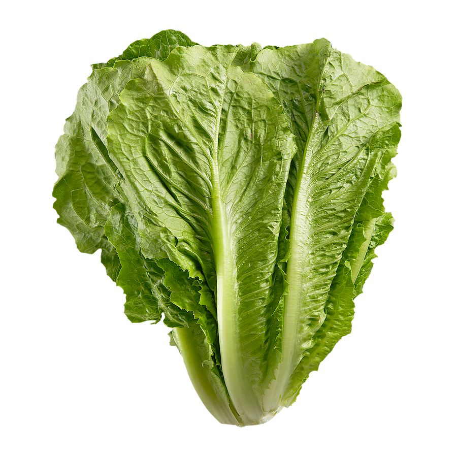 Lettuce (Romaine)